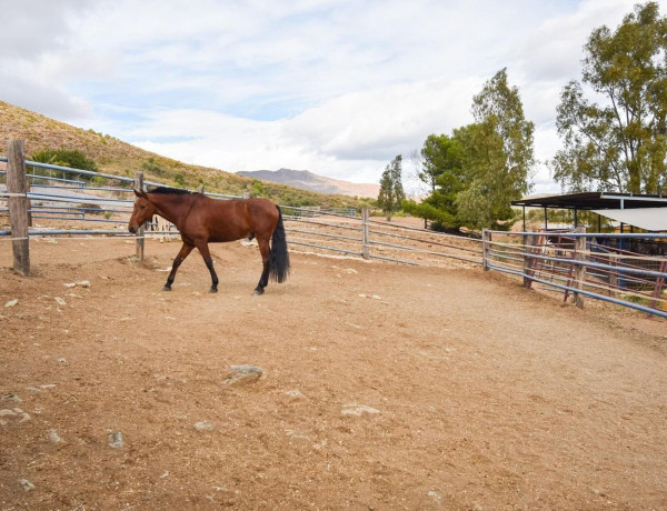 Finca rústica en venta en La Cala Golf - Lagar Martell