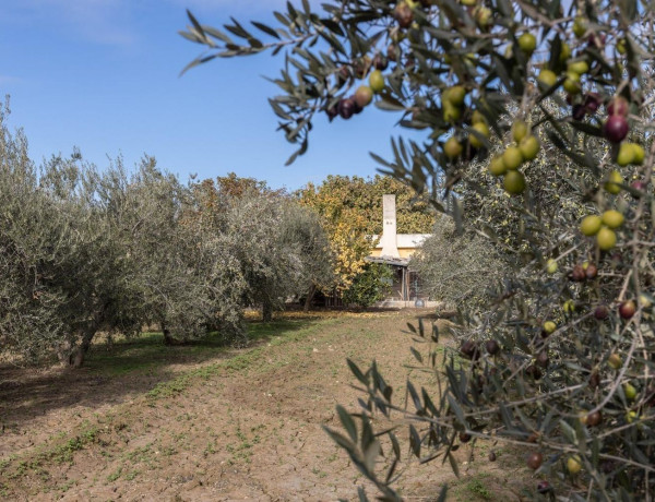 Terreno en venta en La Zubia