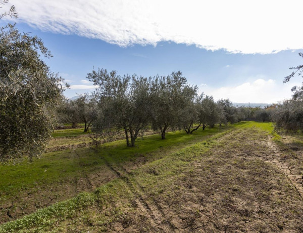 Terreno en venta en La Zubia