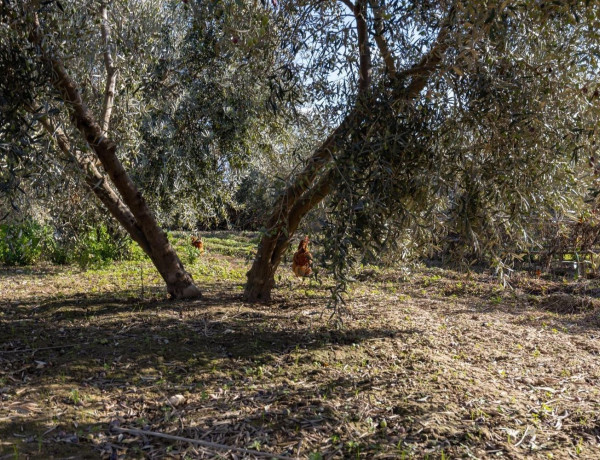 Terreno en venta en La Zubia