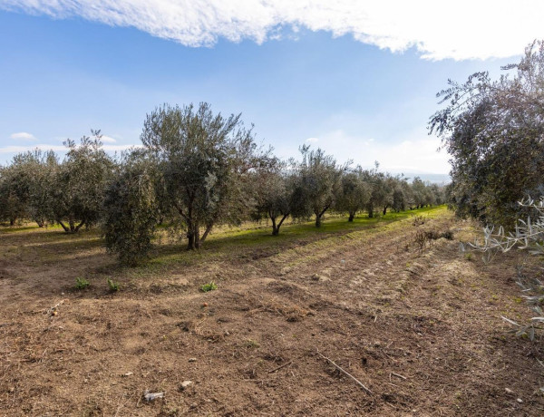 Terreno en venta en La Zubia