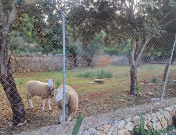 Alquiler de Finca rústica en Cala Murada