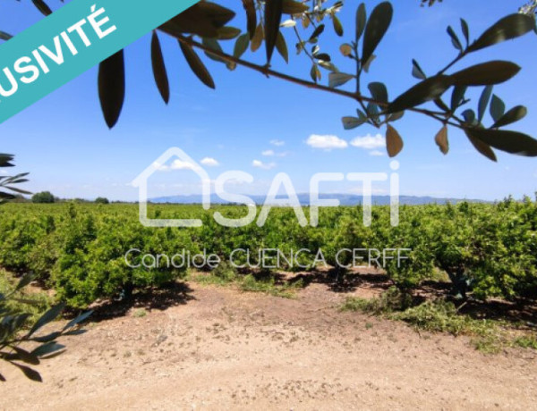 ¡Se vende finca agrícola de 47 ha! Ideal para Inversores.