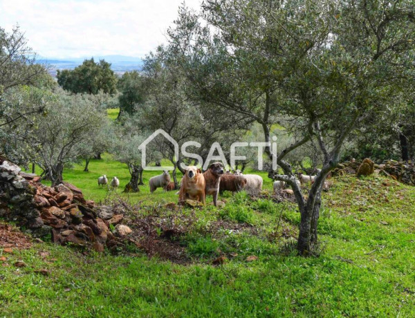 Rustic land For sell in Perales Del Puerto in Cáceres 