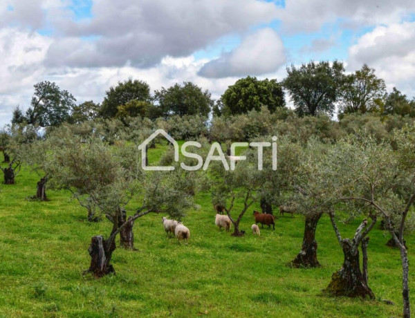 Rustic land For sell in Perales Del Puerto in Cáceres 