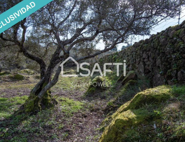 Descubre la magia del olivar en el corazón de la Sierra de Gata