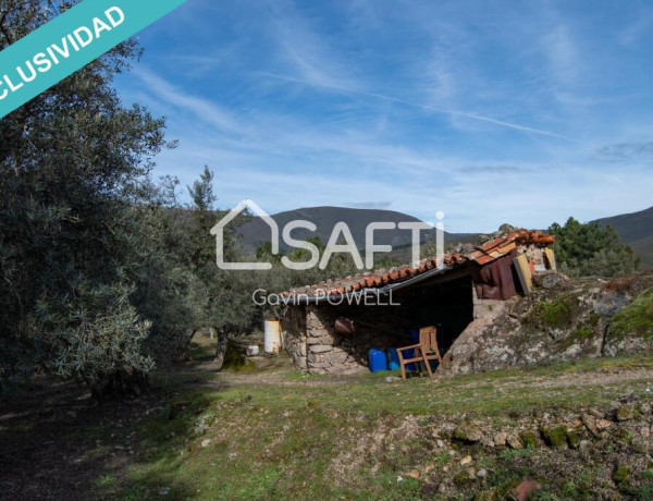 Descubre la magia del olivar en el corazón de la Sierra de Gata