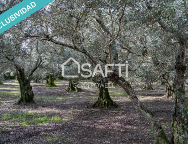 Descubre la magia del olivar en el corazón de la Sierra de Gata