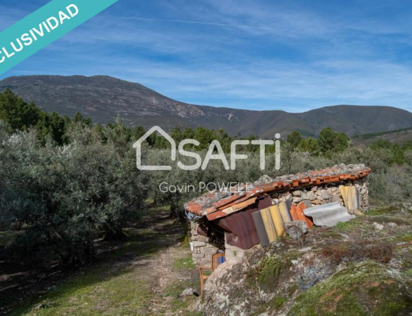 Descubre la magia del olivar en el corazón de la Sierra de Gata