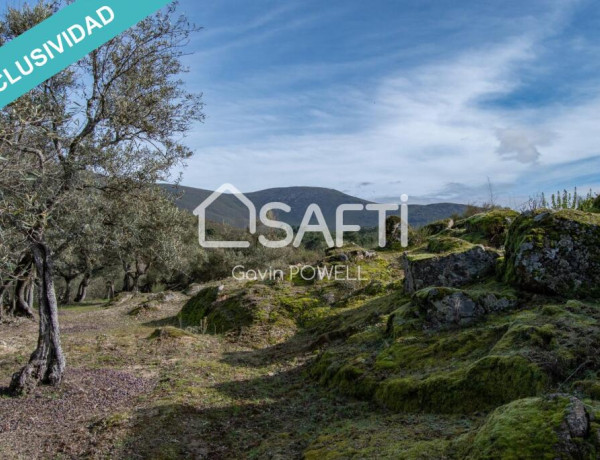 Descubre la magia del olivar en el corazón de la Sierra de Gata