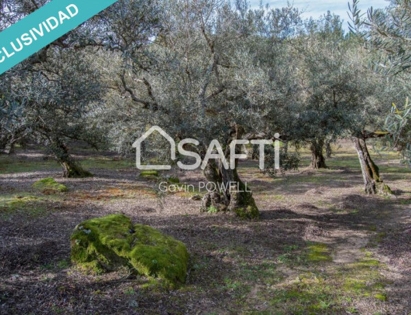 Descubre la magia del olivar en el corazón de la Sierra de Gata