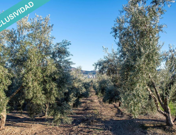 Finca de olivar con cortijo de lujo en Vilches