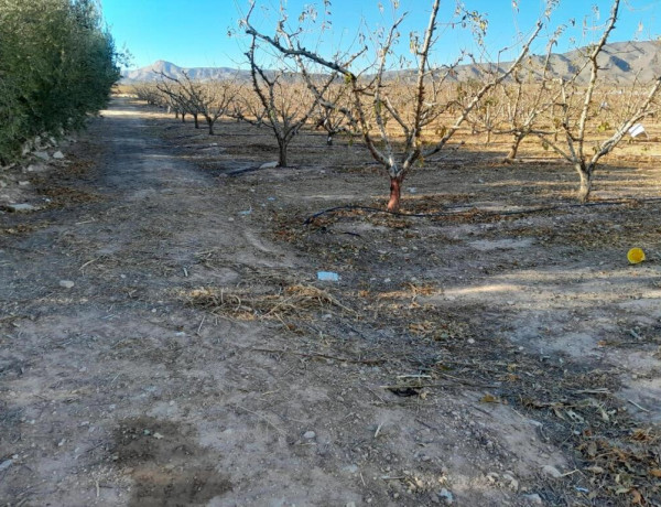 FINCA EN JUMILLA DE 10 HECTARIAS CON NAVE Y PANTANO