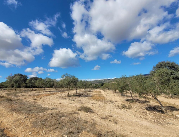 EXCELENTE OPORTUNIDAD!. FINCA AGRICOLA EN ONTINYENT CON GRAN VIVIENDA RENOVADA