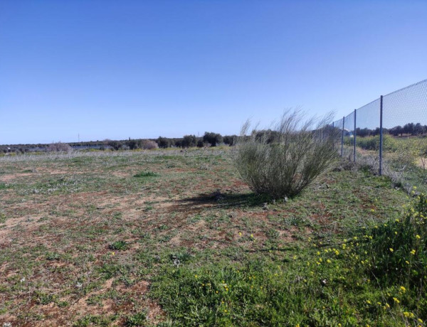 PARCELA VALLADA EN LA MEJOR ZONA DE BURGUILLOS