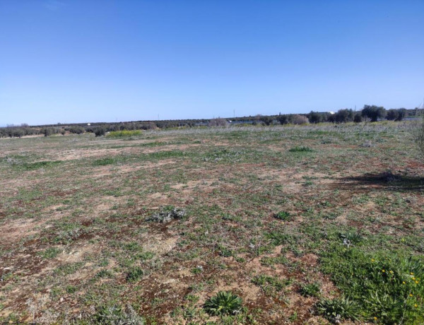 PARCELA VALLADA EN LA MEJOR ZONA DE BURGUILLOS