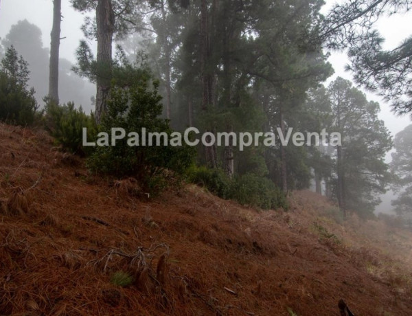 Suelo rústico en Venta en Roque Faro Santa Cruz de Tenerife 