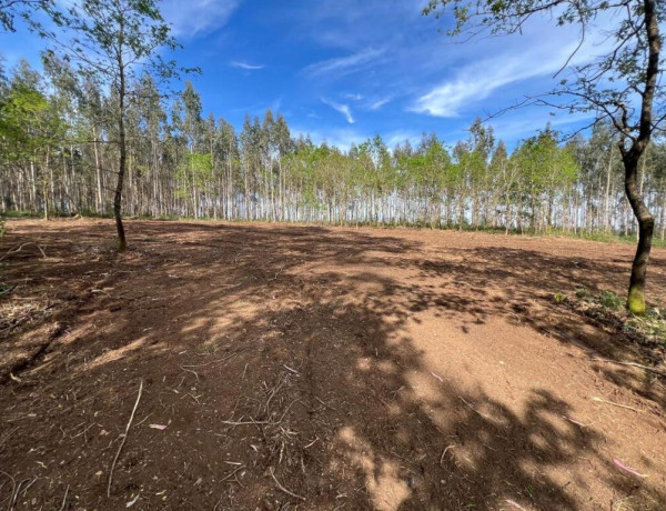 TERRENO DE 5340 M2, CON PROYECTO DE CASA INCLUIDO EN O PINO