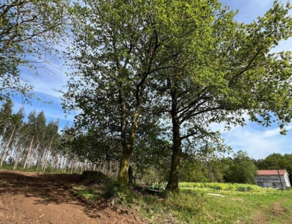 TERRENO DE 5340 M2, CON PROYECTO DE CASA INCLUIDO EN O PINO