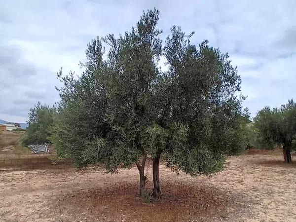 Terreno en vereda Virgen del Camino, 1