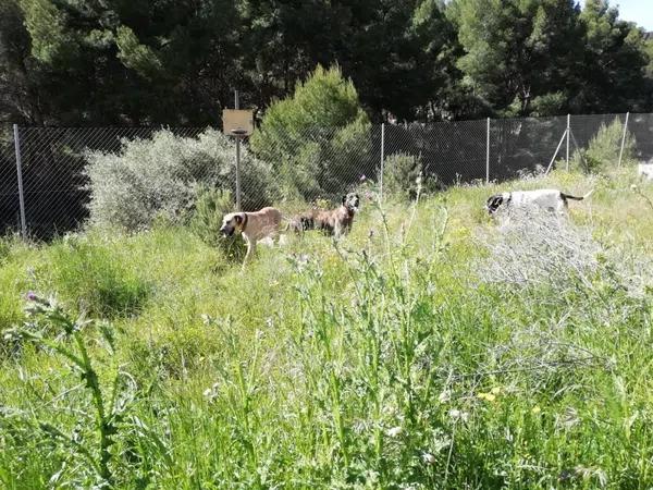 Terreno en Monovar