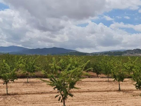 Terreno en Pinoso