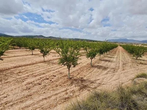 Terreno en Pinoso