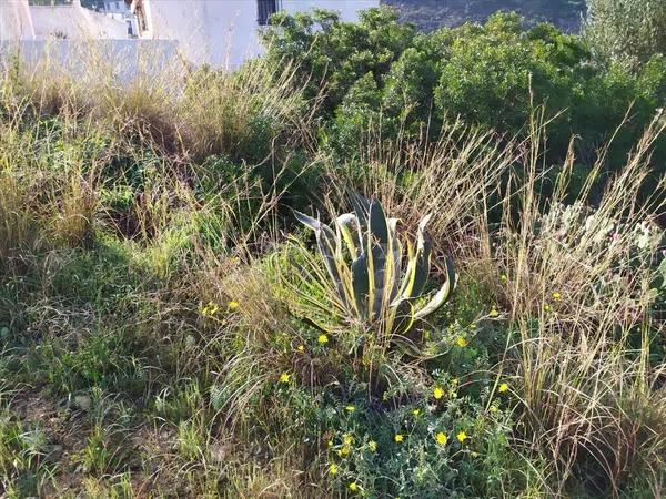 Terreno en avenida Monte Pego-Benimeli, 19