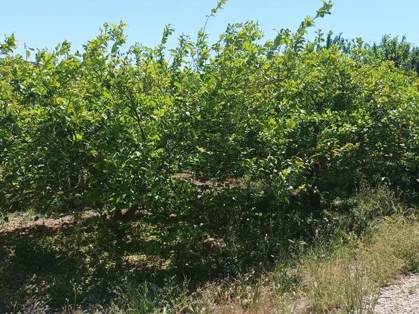 Terreno en Lugar Arneva, 116