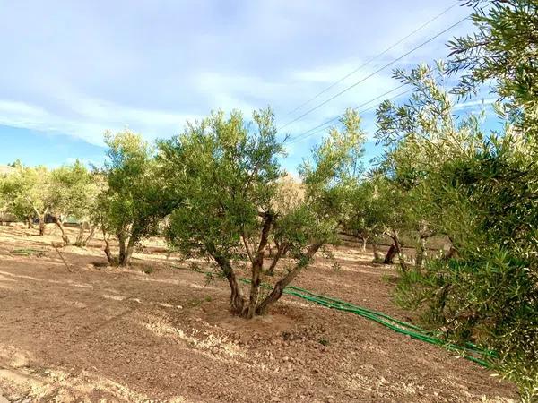 Terreno en Cañada del Fenollar