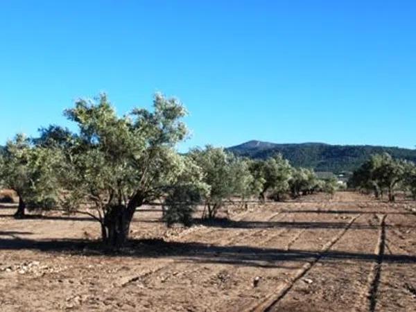 Terreno en Biar