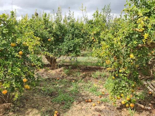 Terreno en Crevillente