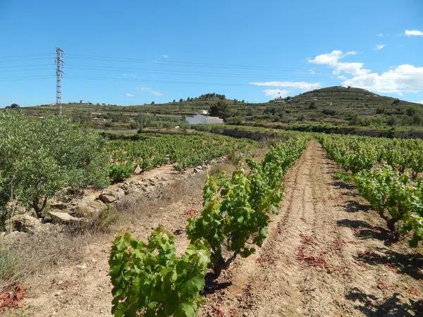 Terreno en Les Fonts