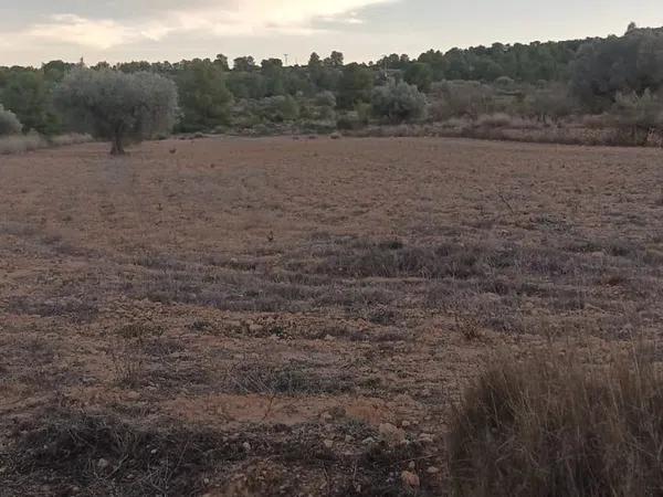 Terreno en Partida Bellongues, 29 PolgonolasHiguerasparcela