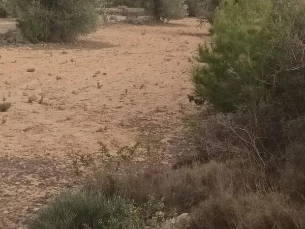 Terreno en Partida Bellongues, 29 PolgonolasHiguerasparcela