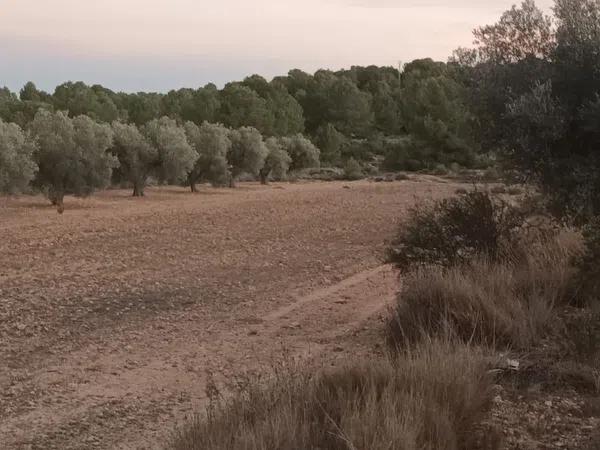 Terreno en Partida Bellongues, 29 PolgonolasHiguerasparcela