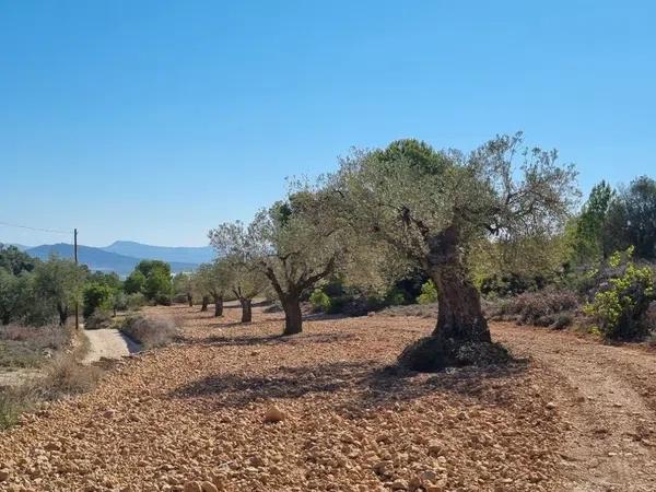 Terreno en Monovar