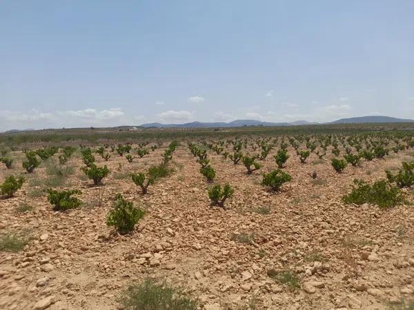 Terreno en Pinoso