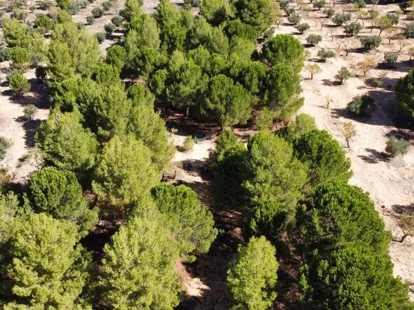 Terreno en carretera de bañeres Cv-804 s/n