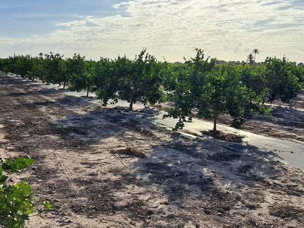 Terreno en camino de los Miras, 3 Polgono