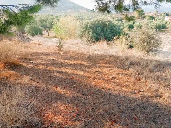 Terreno en El Secanet - Hacienda del Sol