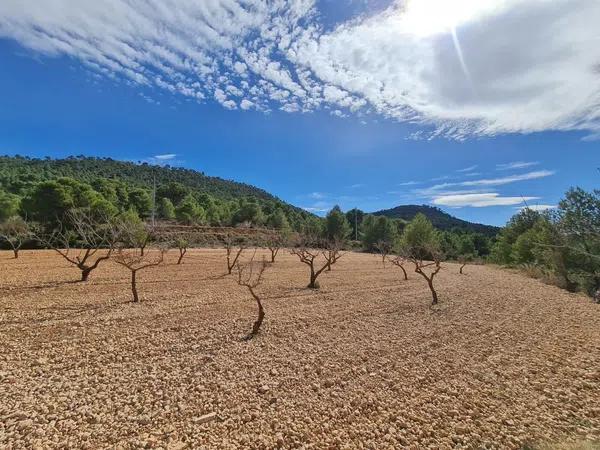 Terreno en Pinoso