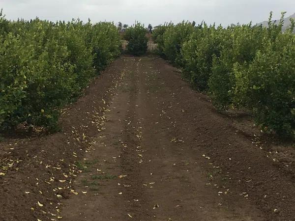 Terreno en camino Almarjaleta, 22 -28