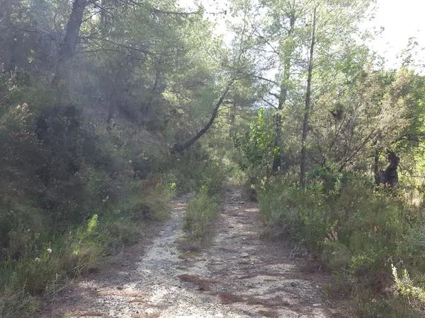 Terreno en camino lóya del pintat s/n