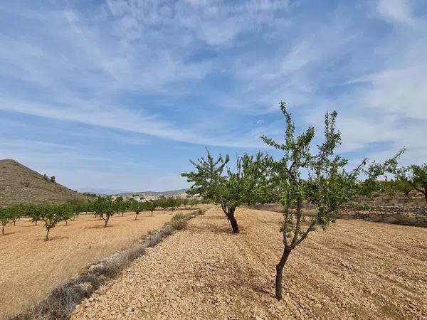 Terreno en Algueña