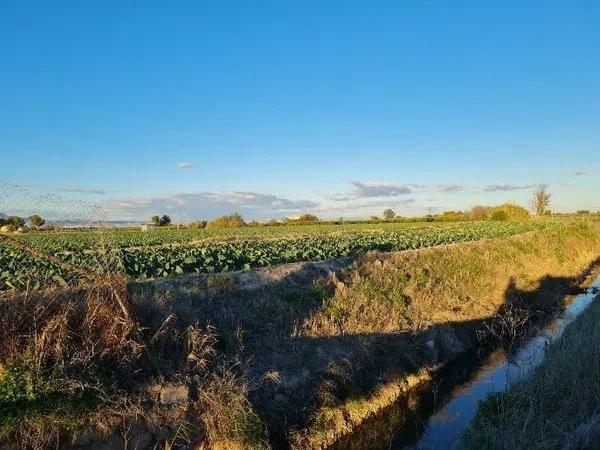 Terreno en Partida Fogaria