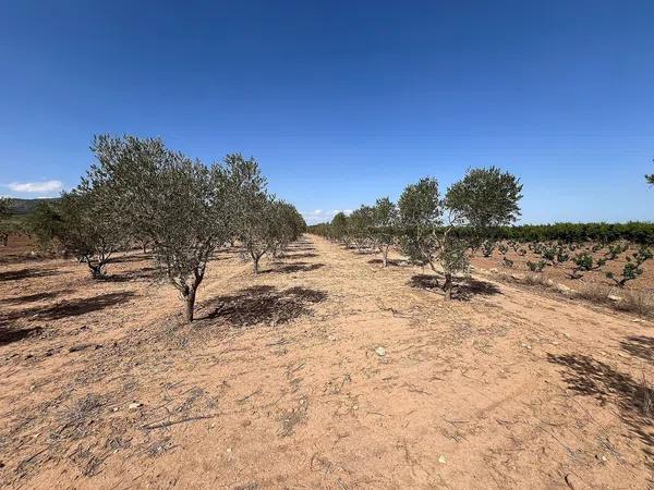 Terreno en Pinoso