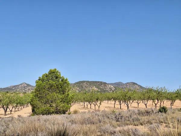 Terreno en Partida Casas de Ibañez, 19