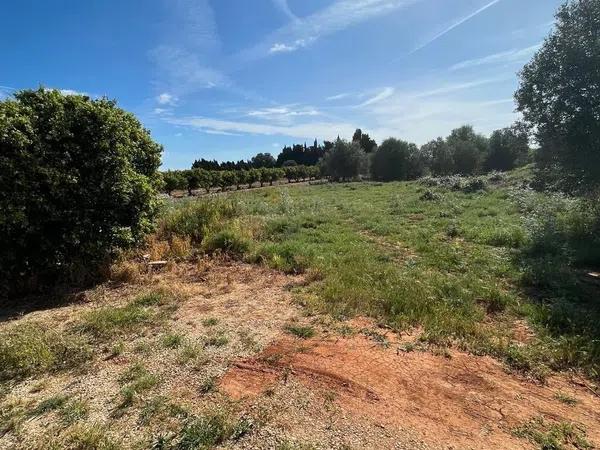 Terreno en camino de Gandia a Dénia, 71 -29