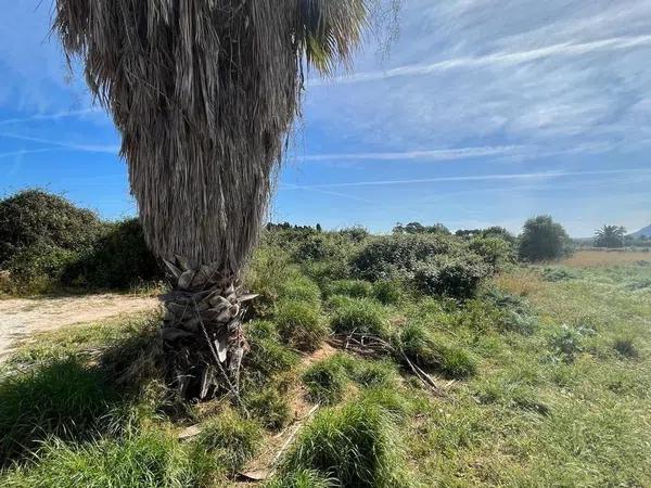 Terreno en camino de Gandia a Dénia, 71 -29